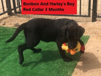 Red Collar Boy 3 Months #9 - Copy.jpg