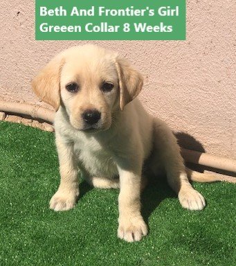 Girl Lime Collar 8 Weeks #1 - Copy.jpg Girl Lime Collar 8 Weeks #1 - Copy.jpg