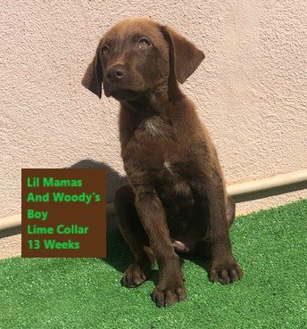 Lime Collar Chocolate Boy 13 Weeks #2 - Copy.jpg