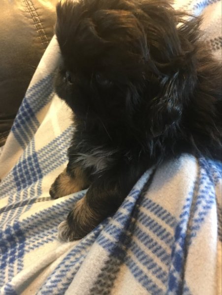 BLACK PUP, 9 WEEKS.jpg