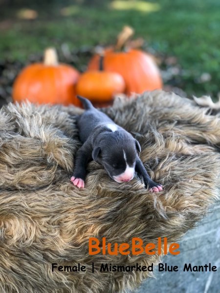 BlueBelle.jpg
