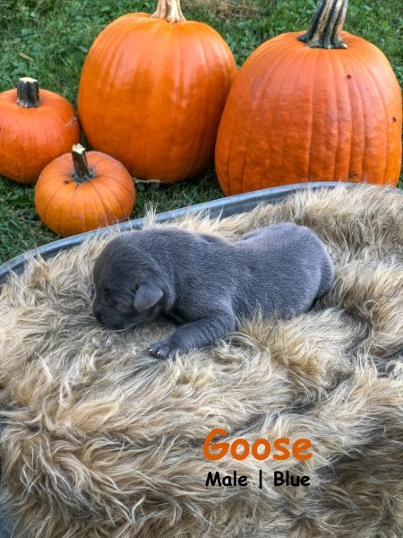 Goose.jpg