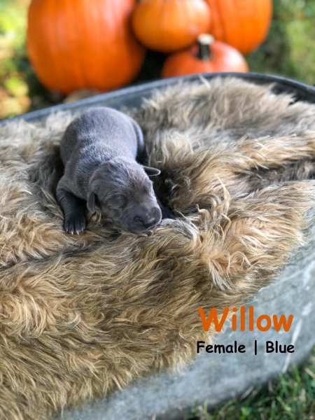Willow.jpg Willow.jpg
