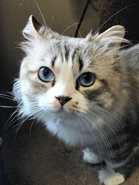 Coal Bin blue eyes.jpg Coal Bin blue eyes.jpg