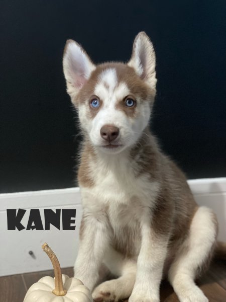 Kane 1.jpg Kane 1.jpg