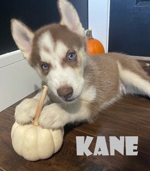 Kane 3.jpg Kane 3.jpg