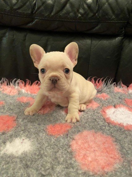 beautiful-frenchbull-dogs-for-sale-5fa3031e4e0f3.jpg