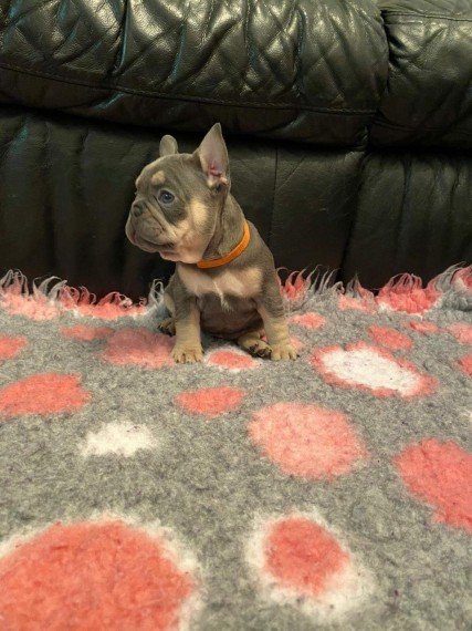beautiful-frenchbull-dogs-for-sale-5fa3031f58eee.jpg beautiful-frenchbull-dogs-for-sale-5fa3031f58eee.jpg