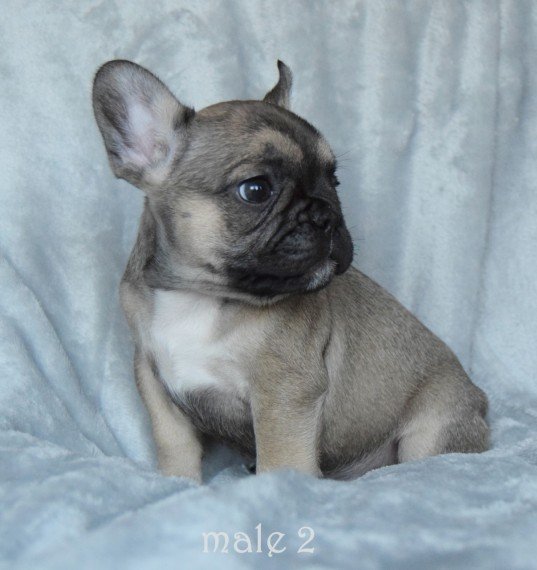 awesome-blue-fawn-sable-fawn-pups-for-sale-60109e245a3c5.jpg