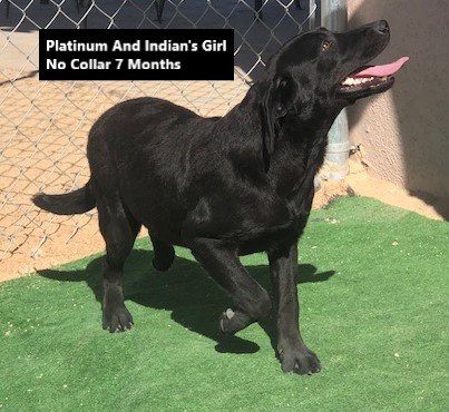 Girl No Collar 7 Months #1 - Copy.jpg