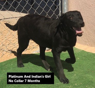Girl No Collar 7 Months #6 - Copy.jpg
