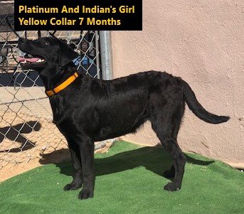Girl Yellow Collar 7 Months #14 - Copy.jpg