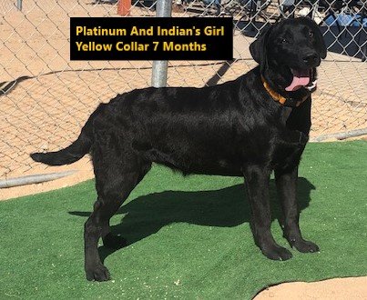 Girl Yellow Collar 7 Months #17 - Copy.jpg