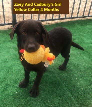Yellow Collar Girl 4 Months #29 - Copy.jpg Yellow Collar Girl 4 Months #29 - Copy.jpg