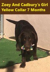 Yellow Collar Girl 7 Months #2 - Copy.jpg Yellow Collar Girl 7 Months #2 - Copy.jpg