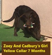 Yellow Collar Girl 7 Months #1 - Copy.jpg