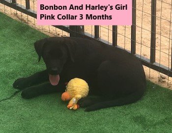 Pink Collar Girl 3 Months #40 - Copy.jpg Pink Collar Girl 3 Months #40 - Copy.jpg