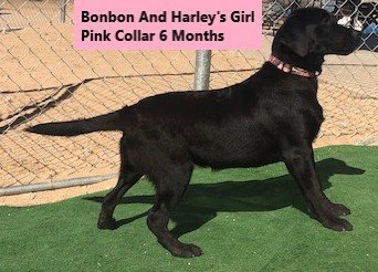Pink Collar Girl 6 Months #1 - Copy.jpg