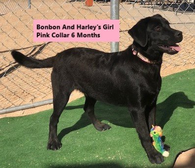 Pink Collar Girl 6 Months #6 - Copy.jpg