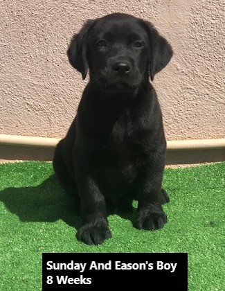 Boy Black 8 Weeks - Copy.jpg