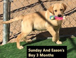 Yellow Boy 3 Months #3 - Copy.jpg