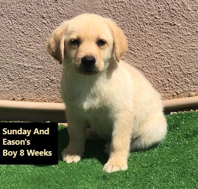Yellow Boy 8 Weeks - Copy.jpg