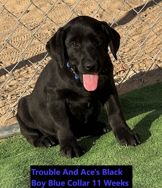 Blue Collar Black Boy 11 Weeks  #7 - Copy - Copy.jpg