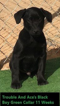 Green Collar Black Boy 11 Weeks #1 - Copy - Copy.jpg Green Collar Black Boy 11 Weeks #1 - Copy - Copy.jpg