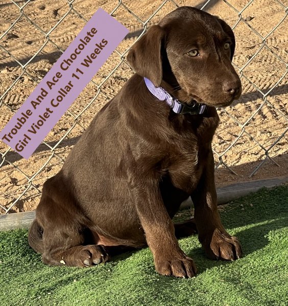 Violet Collar Chocolate Girl 11 Weeks #1 - Copy.jpg
