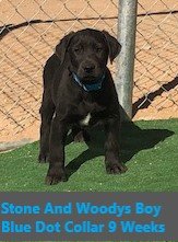 Blue Dot Collar Charcoal Boy 9 Weeks #2 - Copy.jpg