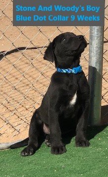 Blue Dot Collar Charcoal Boy 9 Weeks #5 - Copy.jpg
