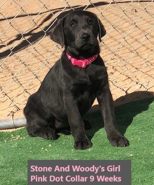 Pink Dot Collar Charcoal Girl 9 Weeks #2 - Copy.jpg