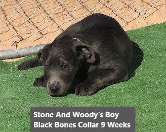 Black Bones Collar Charcoal Boy 9 Weeks #5 - Copy.jpg