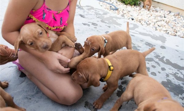 vizsla-puppy (3).jpg