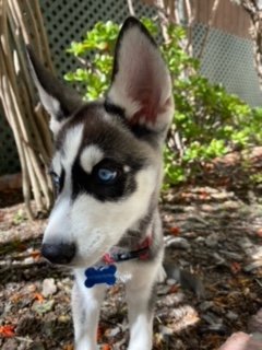 image1.jpeg