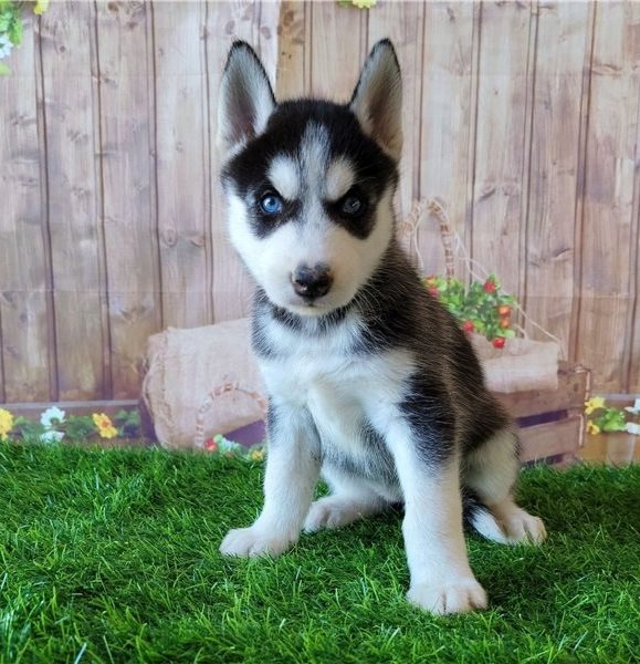 siberian-husky-puppy-picture-1e47307a-c5f2-4948-8a9e-92c0c557d55b.jpg