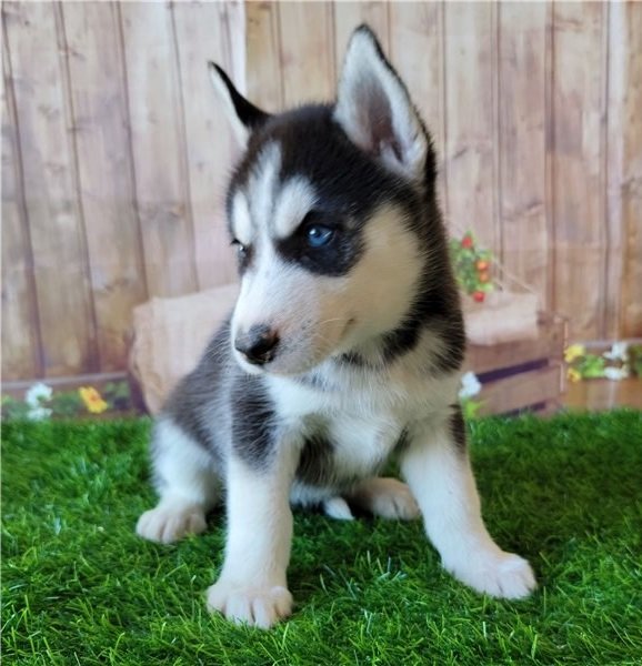 siberian-husky-puppy-picture-2c5e0a96-d6b4-4319-bd91-cb1d43858779.jpg