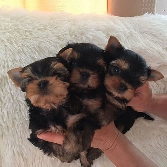 yorkies (3).jpg