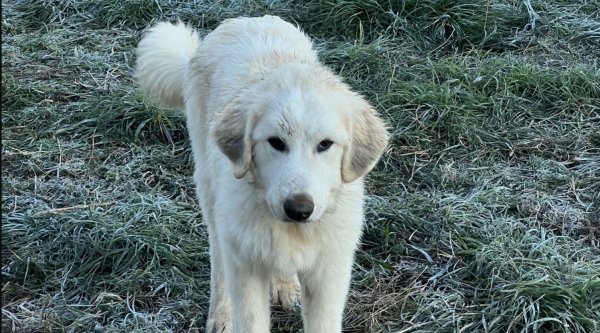 pup1.jpg