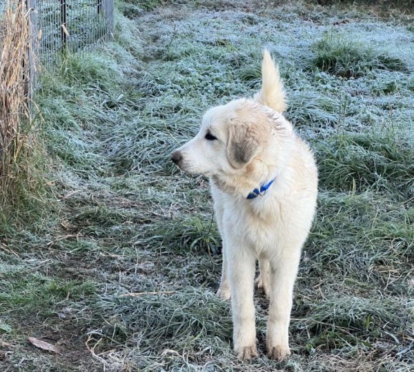 Pup2.jpg Pup2.jpg