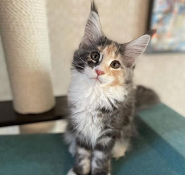maincoon.jpg