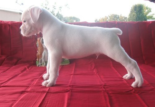 boxer.jpg boxer.jpg