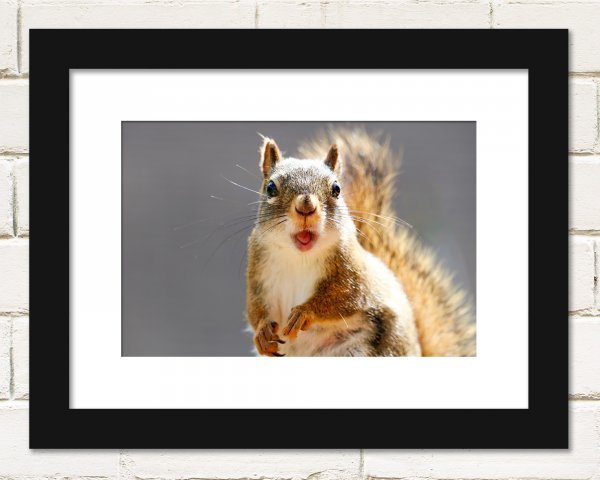 squirrel-frame-black-white.jpg squirrel-frame-black-white.jpg
