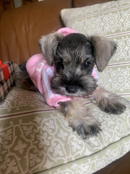 dog with pink jacket 2.jpeg
