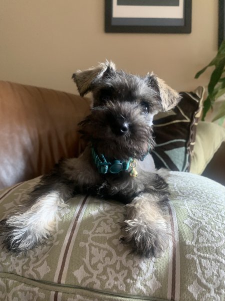 girl with green collar .jpeg