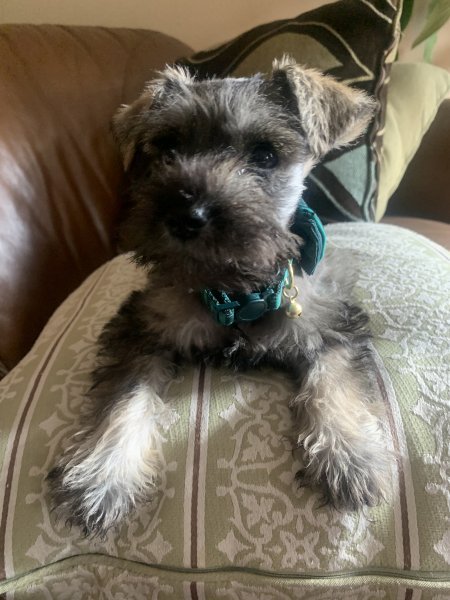 girl with green collar 2.jpeg
