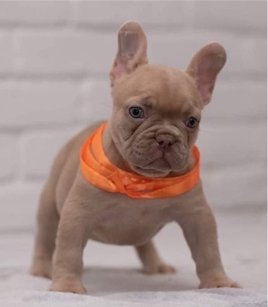 French Bulldog { Female } 5.jpg