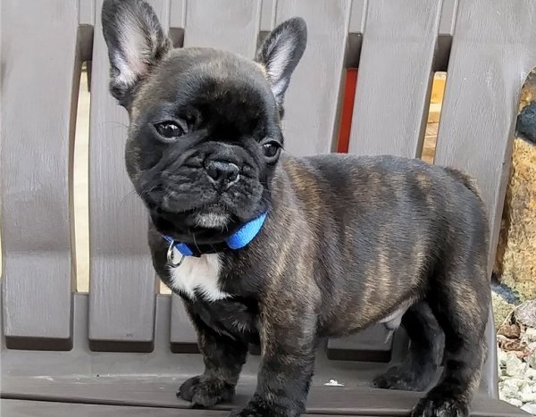 French Bulldog Male.6.jpg