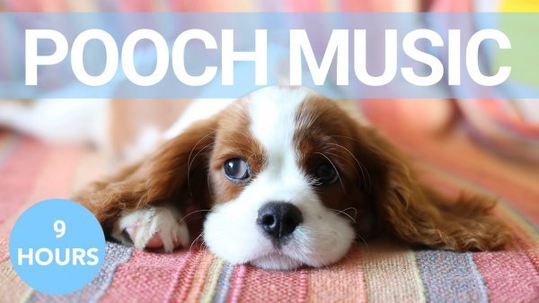 at the top remove Dog Music and add Pooch Music (1).jpg at the top remove Dog Music and add Pooch Music (1).jpg
