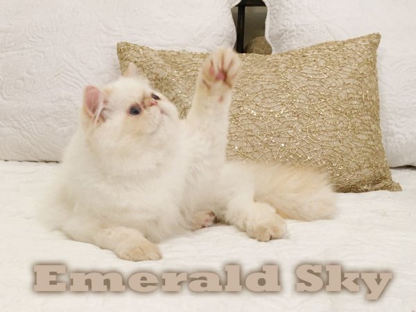 Romeo_13_Med.jpg Romeo_13_Med.jpg